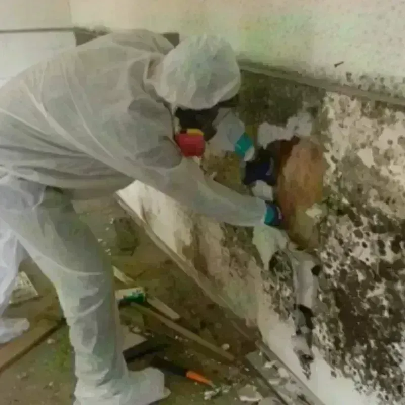 Best Mold Remediation and Removal Service in Libertyville, IL